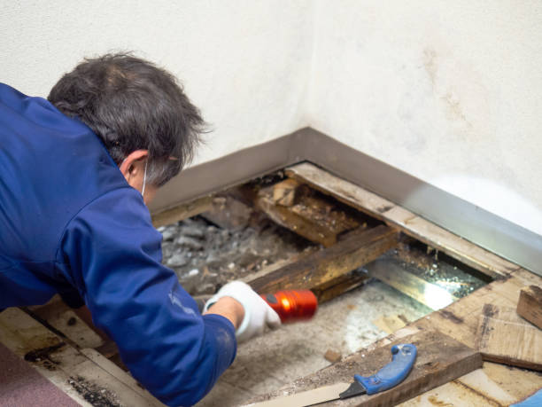 Best Mold Testing  in Lumber City, GA