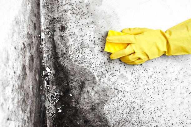 Best Mold Removal and Inspection  in Lumber City, GA