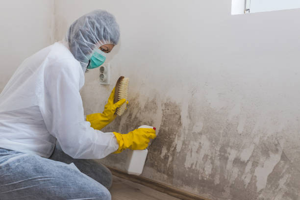 Best Toxic Mold Removal  in Lumber City, GA