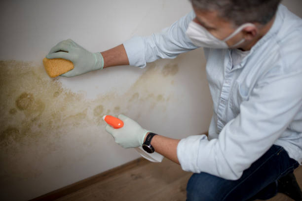 Best Best Mold Removal Companies  in Lumber City, GA