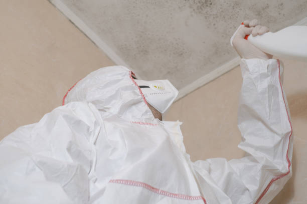Professional Mold Removal in Lumber City, GA