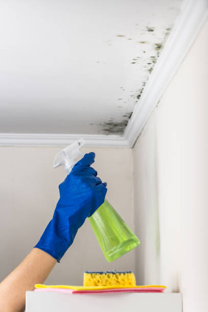 Best Black Mold Removal  in Lumber City, GA